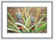 8300756-R1-065-31 * 1818 x 1228 * (1.12MB)